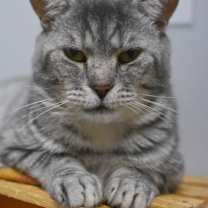 Thumbnail photo of Galopin #3