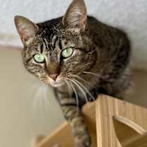 Thumbnail photo of Frappe #1