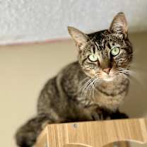 Thumbnail photo of Frappe #2