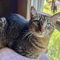 Thumbnail photo of Frappe #3