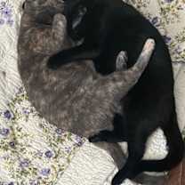 Thumbnail photo of Laramie (bonded with Geno) #1