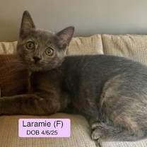 Thumbnail photo of Laramie (bonded with Geno) #2