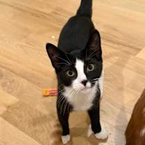 Thumbnail photo of Cimba #1