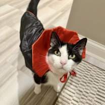 Thumbnail photo of Bodie #1