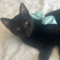 Thumbnail photo of Gyoza #1