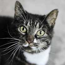 Thumbnail photo of Dulcie #2