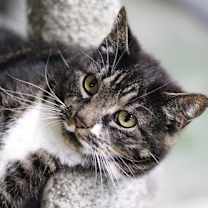 Thumbnail photo of Dulcie #3