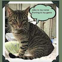 Thumbnail photo of Jake #2