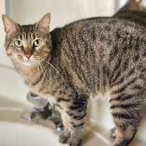 Thumbnail photo of Lizzie #1
