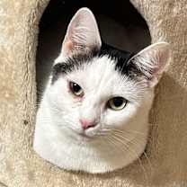 Thumbnail photo of Luna #1