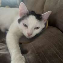 Thumbnail photo of Luna #2