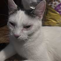 Thumbnail photo of Luna #4