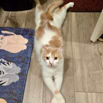 Thumbnail photo of Solace #1