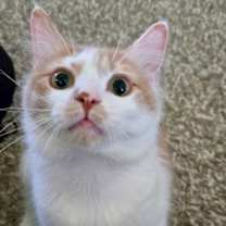 Thumbnail photo of Solace #2