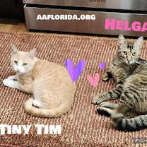 Thumbnail photo of TinyTim & Helga~ a special bond #1