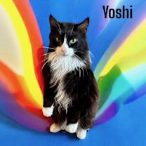Thumbnail photo of Yoshi #3