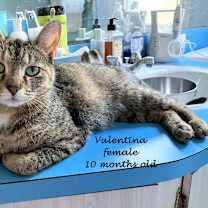 Thumbnail photo of Valentina #2