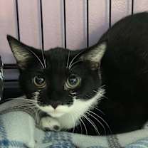 Thumbnail photo of Grouch #1