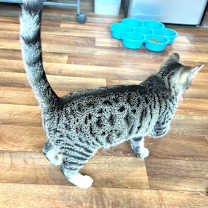 Thumbnail photo of Pixie #4