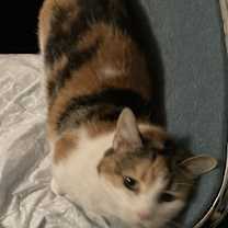 Thumbnail photo of California Girl #2