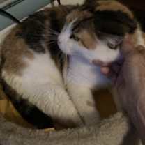 Thumbnail photo of California Girl #3