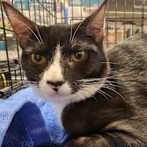 Thumbnail photo of Crepe #2