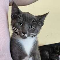 Thumbnail photo of Souffle #2