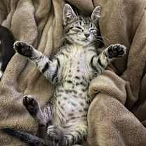 Thumbnail photo of Lollipop #4