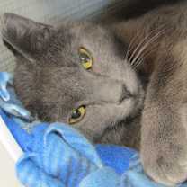 Thumbnail photo of Dre #4