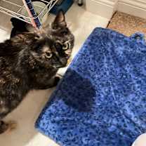 Thumbnail photo of Mama Alice #3