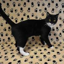 Thumbnail photo of Mama Cookie #4