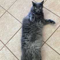 Thumbnail photo of Rosie Kitty #3