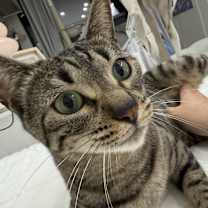 Thumbnail photo of Halli #1