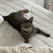 Thumbnail photo of Halli #2