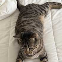 Thumbnail photo of Halli #4