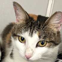 Thumbnail photo of Dinah is a Doll! Adopt ASAP! Stunning! #1