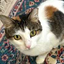 Thumbnail photo of Dinah is a Doll! Adopt ASAP! Stunning! #2