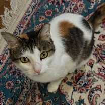 Thumbnail photo of Dinah is a Doll! Adopt ASAP! Stunning! #3