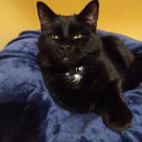 Thumbnail photo of Stanley #1