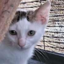 Thumbnail photo of Skittles #3