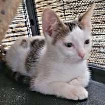 Thumbnail photo of Skittles #4