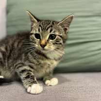 Thumbnail photo of Rushmore 905-25 #2