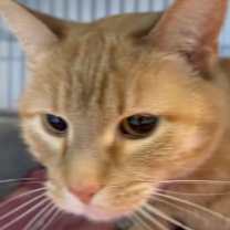 Thumbnail photo of Lucy Lane #3