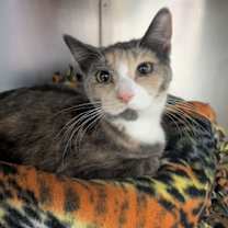 Thumbnail photo of Donut #2