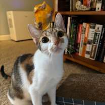 Thumbnail photo of Thumb-alina #1