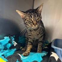 adopt-pet