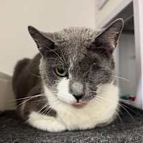 Thumbnail photo of Lisa Left Eye #3