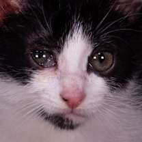 Thumbnail photo of Scottie - Andrea foster #2