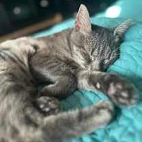 Thumbnail photo of Moria #3