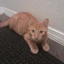 Thumbnail photo of Charlie #3